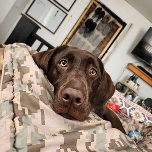 Meet your Posher, Brady